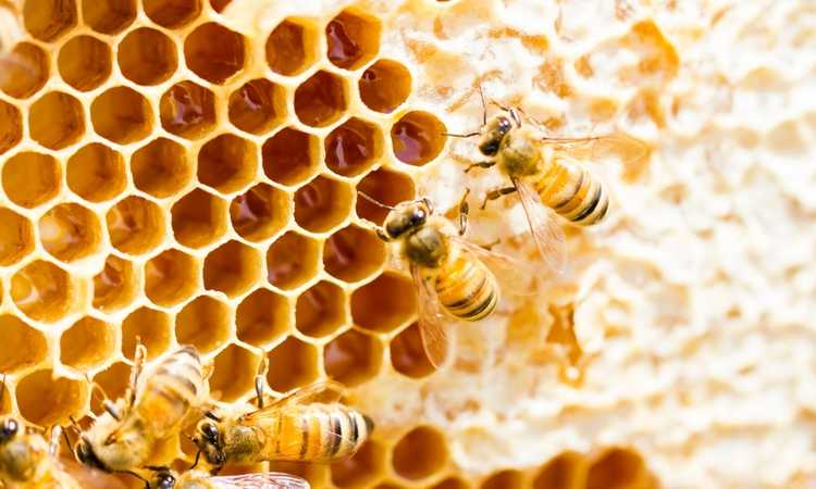 A Beginner's Guide to Beekeeping