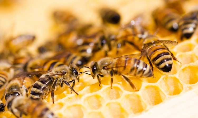 A Beginner's Guide to Beekeeping