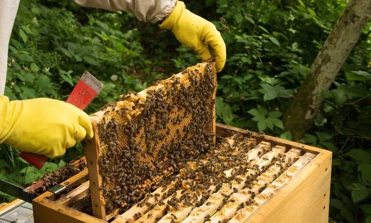 Advice For New Beekeepers