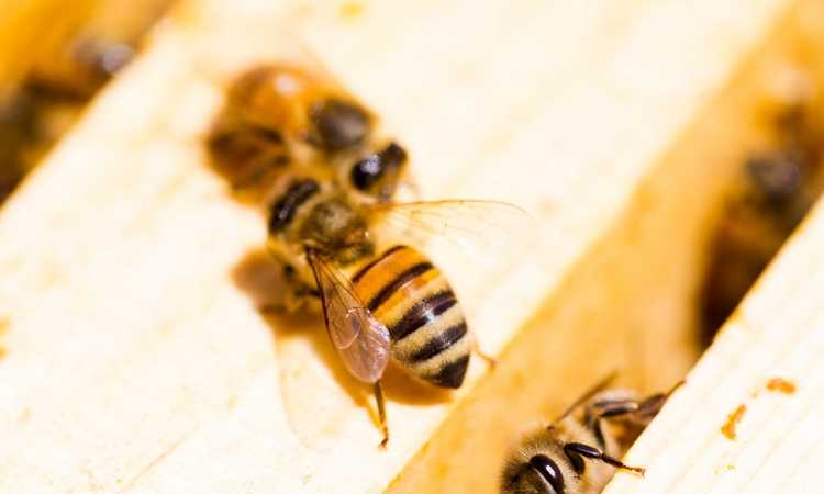 Advice For New Beekeepers