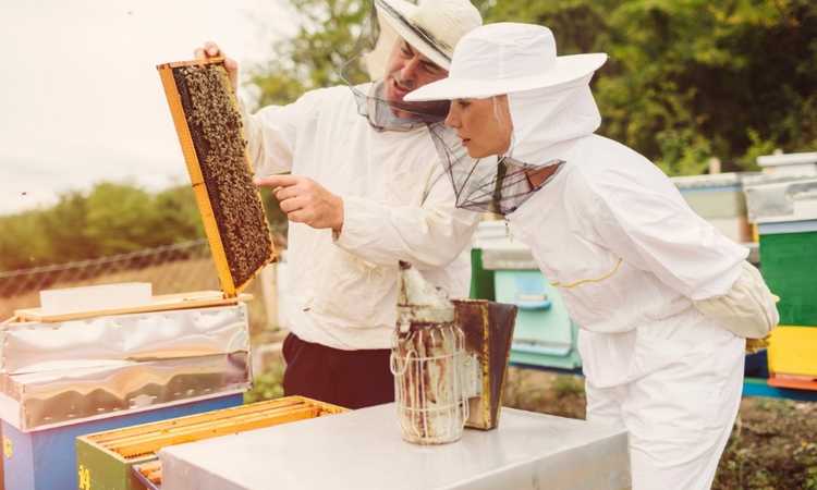 Beekeeping Essentials