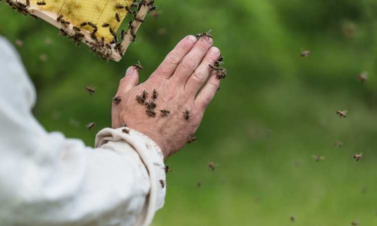 Costly Beekeeping Mistakes and How to Avoid Them