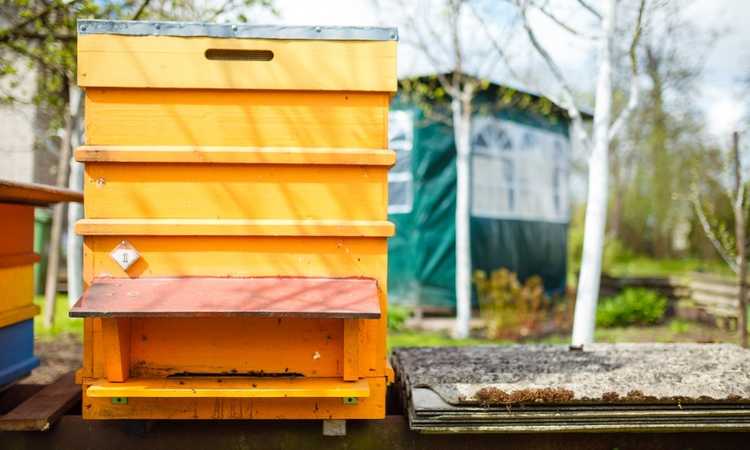 Costly Beekeeping Mistakes and How to Avoid Them