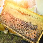 Best Beekeeping Techniques for beekeepers