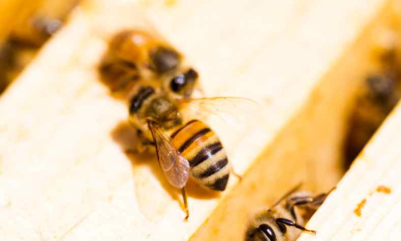Best Beekeeping Techniques for beekeepers
