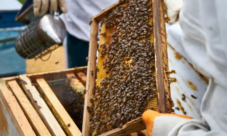 Do beekeepers have a longer life expectancy