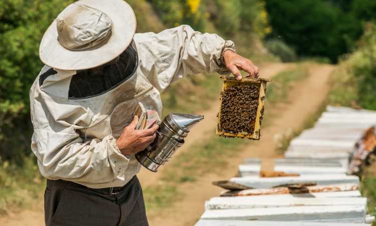 Hobby Beekeeping For Beginners - The Basics You Need to Know