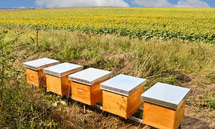How To Get Started Beekeeping What You Need To Know Now