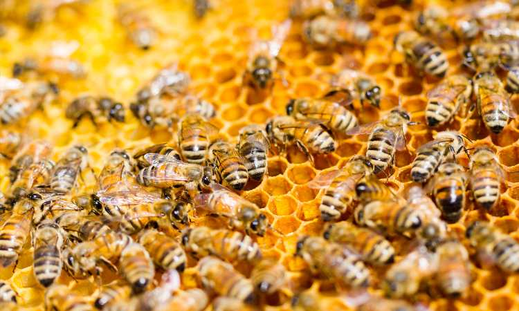 How To Get Started Beekeeping What You Need To Know Now